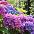 Hydrangea plant Flower Tree Cutting - Home Garden cutting for rooting