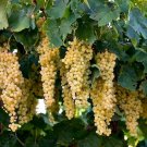 Grape plant cutting Sun Muscat Sultanas Fruit Tree Cutting - Home Garden cutting for rooting