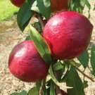 Nectarine tree cutting Sunbob  Fruit Tree Cutting - Home Garden cutting for rooting