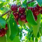 Merchant cherry plant Fruit Tree Cutting - Home Garden cutting for rooting