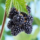 Blackberry plant Fruit Tree Cutting - Home Garden cutting for rooting