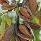 Almond tree Self Pollinating Papershell Fruit Tree Cutting - Home Garden cutting for rooting