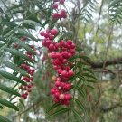 Peppercorn tree cutting Fruit Tree Cutting - Home Garden cutting for rooting