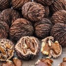 Black nut tree Walnut Black Juglans nigra Fruit Tree Cutting - Home Garden cutting for rooting