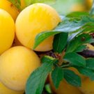 Mirabelles de Lorraine Plum Fruit Tree Cutting - Home Garden cutting for rooting