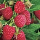 Raspberry plant Williamette Fruit Tree Cutting - Home Garden cutting for rooting