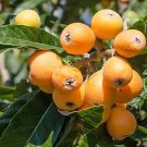 Loquat tree Bessell Brown Fruit Tree Cutting - Home Garden cutting for rooting