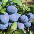 Serbian plum tree Cacanska Fruit Tree Cutting - Home Garden cutting for rooting