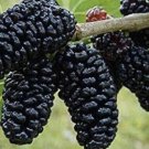Mulberry plant cutting Hicks Fancy Fruit Tree Cutting - Home Garden cutting for rooting