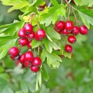 Hawthorn plant Fruit Tree Cutting - Home Garden cutting for rooting and propagation