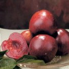Plum tree Mariposa Fruit Tree Cutting - Home Garden cutting for rooting and propagation