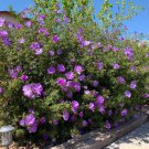 Alyogyne huegelii lilac hibiscus Flower Cutting - Home Garden cutting for rooting