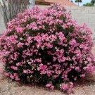 Oleander/Nerium Flower Tree Cutting - Home Garden cutting for rooting and propagation