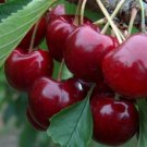 Cherry plant scion (Lapins) Fruit Tree Cutting - Home Garden cutting for grafting