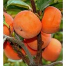 Persimmon tree scion Flat Seedless Fruit Tree Cutting - Home Garden cutting for grafting