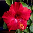 Hibiscus plant red Molly Cummings Flower Cutting - Home Garden cutting for rooting and propagation