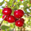 Sour cherry plant Fruit Tree Cutting - Home Garden cutting for rooting and propagation