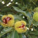 Sweet chestnut Castanea sativa Fruit Tree Cutting - Home Garden cutting for rooting and propagation