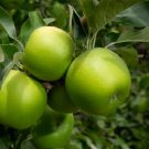 Apple cutting Granny Smith Fruit Plant Cutting - Home Garden cutting for rooting and propagation