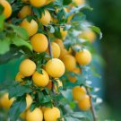 Gold Plum tree cutting Fruit Plant Cutting - Home Garden cutting for rooting and propagation