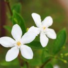 Jasmine plant cutting Common Plant Cutting - Home Garden cutting for propagation
