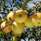 Apple tree Golden delicious scion Cutting Plant Fruit - Home Garden cutting for Grafting