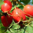 Rose hip plant Dog rose Wild rose Plant Fruit - Home Garden cutting for rooting and propagation