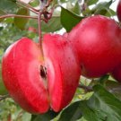 Apple tree RedLove scion Plant Fruit - Home Garden cutting for grafting