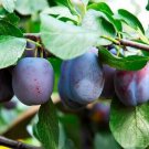 Plum tree scion (Red Sun) Plant Cutting Fruit - Home Garden cutting for grafting