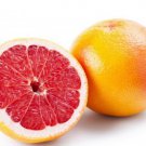 Orange tree scion Cara Cara Blood Navel Plant Cutting Fruit - Home Garden cutting for grafting