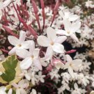 French pink Jasmine Flower Plant Cutting Fruit - Home Garden cutting for rooting and propagation
