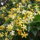 Native Frangipani tree Flower Plant Cutting Fruit - Home Garden cutting for rooting and propagation