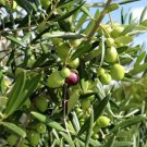 Olive tree Del Morocco Plant Cutting Fruit - Home Garden cutting for rooting and propagation