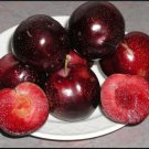Plum tree Satsuma Plant Cutting Fruit - Home Garden cutting for rooting and propagation