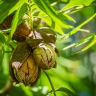 Pecan tree Mahan Plant Cutting Fruit - Home Garden cutting for rooting and propagation