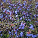 Blue leadwood Ceratostigma Plant Cutting Flower - Home Garden cutting for rooting and propagation