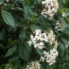 Fence Shrubs Laurustinus Viburnum tinus Flower - Home Garden cutting for rooting and propagation
