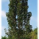 Ornamental pear tree Plant Cutting Fruit - Home Garden cutting for rooting and propagation