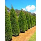 Smaragd Conifer tree Thuja Plant Cutting Tree - Home Garden cutting for propagation