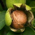 Walnut plant scion (English walnut - juglans regia) Plant Cutting - Home Garden cutting for grafting