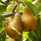 Pear tree scion (Beurre Bosc) Plant Cutting Flower - Home Garden cutting for grafting