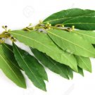 Bay tree Plant Cutting Tree - Home Garden cutting for rooting and propagation