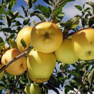 Apple tree Golden delicious Plant Cutting Flower - Home Garden cutting for rooting and propagation