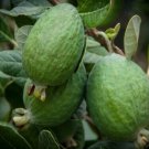 Feijoa tree scion Opal Star Plant Cutting Flower - Home Garden cutting for grafting