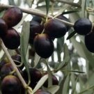 Olive tree Californian Queen Plant Cutting Flower - Home Garden cutting for grafting