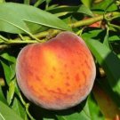 Peach tree cutting Fruit Tree Cutting - Home Garden cutting for rooting and propagation