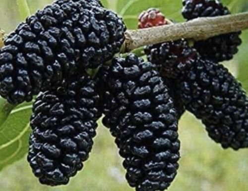 Mulberry Hicks Fancy Fruit Tree Cutting - Home Garden cutting for rooting and propagation