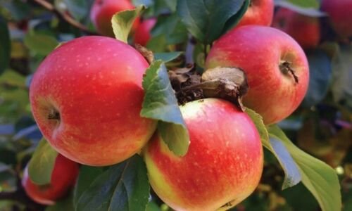 Apple Jonathan Fruit Tree Cutting - Home Garden cutting for rooting and propagation