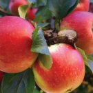 Apple Jonathan Fruit Tree Cutting - Home Garden cutting for rooting and propagation