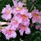 Pink Trumpet Vine Podranea ricasoliana Flower - Home Garden cutting for grafting